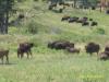 Custer Park Buffalo